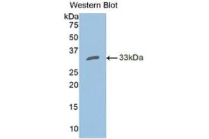 Western Blotting (WB) image for anti-Carbonic Anhydrase II (CA2) (AA 1-260) antibody (ABIN1858207) (CA2 anticorps  (AA 1-260))