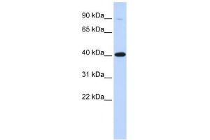 ZFP42 antibody used at 1. (ZFP42 anticorps  (Middle Region))