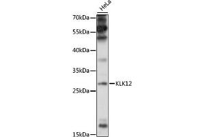 Western blot analysis of extracts of HeLa cells, using KLK12 antibody (ABIN7268066) at 1:1000 dilution. (Kallikrein 12 anticorps  (AA 18-150))