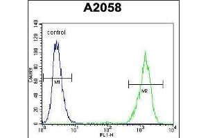 RAB10 Antibody (Center) (ABIN656106 and ABIN2845448) flow cytometric analysis of  cells (right histogram) compared to a negative control cell (left histogram). (RAB10 anticorps  (AA 89-117))