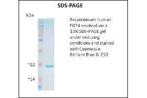 SDS-PAGE (SDS) image for Fibroblast Growth Factor 4 (FGF4) (Active) protein (ABIN5509808) (FGF4 Protéine)