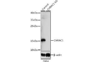 Western blot analysis of extracts from normal (control) and CHR knockout (KO) HeLa cells, using CHR antibody (ABIN7266355) at 1:1000 dilution. (CHRAC1 anticorps  (AA 1-131))