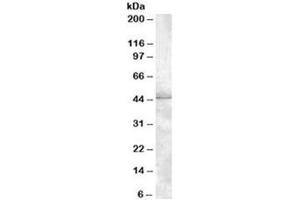 Western blot testing of HeLa lysate with MBNL1 antibody at 1ug/ml. (MBNL1 anticorps)