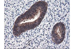 Image no. 9 for anti-F-Box Protein 21 (FBXO21) antibody (ABIN1498231) (FBXO21 anticorps)