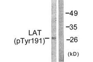 Western blot analysis of extracts from NIH-3T3 cells, using LAT (Phospho-Tyr191) Antibody. (LAT anticorps  (pTyr191))