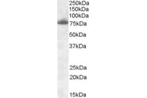Image no. 1 for anti-delta-Like 1 (DLL1) (Internal Region) antibody (ABIN375140) (DLL1 anticorps  (Internal Region))