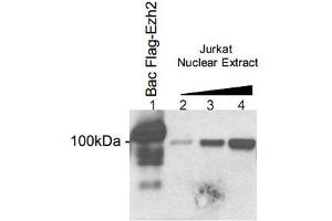 Western blot analysis using the Ezh2 polyclonal antibody . (EZH2 anticorps  (AA 1-343))