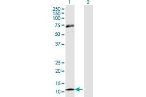 Western Blot analysis of CCL13 expression in transfected 293T cell line by CCL13 MaxPab polyclonal antibody. (CCL13 anticorps  (AA 1-98))