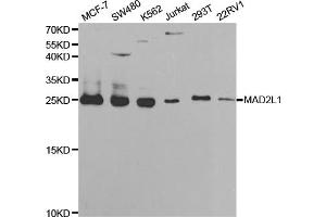 Western blot analysis of extracts of various cell lines, using MAD2L1 antibody (ABIN5970848) at 1/1000 dilution. (MAD2L1 anticorps)