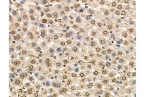 Phospho-MCM2 (Ser108) Antibody at 1/100 staining Rat liver tissue by IHC-P. (MCM2 anticorps  (pSer108))