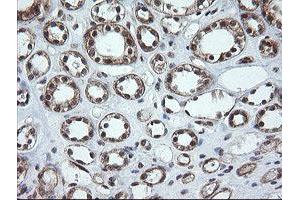 Image no. 6 for anti-OTU Domain, Ubiquitin Aldehyde Binding 1 (OTUB1) antibody (ABIN1499932)