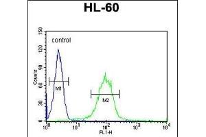 CHST2 Antibody (Center) (ABIN654661 and ABIN2844357) flow cytometric analysis of HL-60 cells (right histogram) compared to a negative control cell (left histogram). (CHST2 anticorps  (AA 309-335))