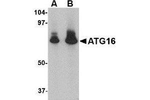 AP20063PU-N ATG16 antibody staining of HeLa Cell Lysate by Western Blotting at (A) 1 and (B) 2 μg/ml. (ATG16L1 anticorps  (N-Term))