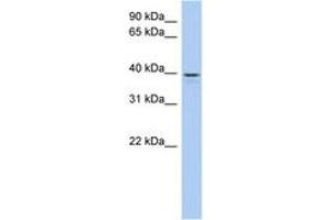 Image no. 1 for anti-Lix1 Homolog Like (LIX1L) (AA 71-120) antibody (ABIN6743730) (LIX1L anticorps  (AA 71-120))