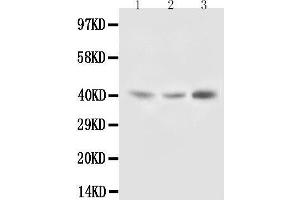 Anti-Decorin antibody, Western blotting Lane 1: Rat Liver Tissue Lysate Lane 2: Rat Kidney Tissue Lysate Lane 3: SMMC Cell Lysate