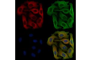 ABIN6258163 and ABIN6275958 staining Hela cells by IF/ICC. (GPR151 anticorps  (C-Term))