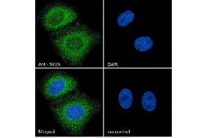 (ABIN185715) Immunofluorescence analysis of paraformaldehyde fixed U2OS cells, permeabilized with 0. (SV2A anticorps  (Internal Region))