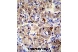 SPRED3 antibody (N-term) (ABIN654220 and ABIN2844058) immunohistochemistry analysis in formalin fixed and paraffin embedded human pancreas tissue followed by peroxidase conjugation of the secondary antibody and DAB staining. (SPRED3 anticorps  (N-Term))