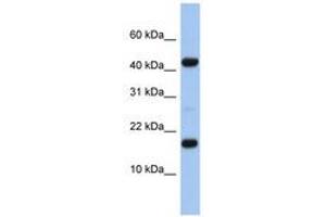 Image no. 1 for anti-Chromosome 5 Open Reading Frame 64 (C5ORF64) (N-Term) antibody (ABIN6741369) (C5ORF64 anticorps  (N-Term))