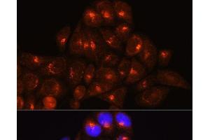 Immunofluorescence analysis of HeLa cells using GOLGA4 Polyclonal Antibody at dilution of 1:100 (40x lens). (GOLGA4 anticorps)