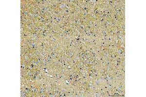 IHC analysis of SLC6A1 using anti-SLC6A1 antibody (ABIN5518957). (SLC6A1 anticorps  (N-Term))