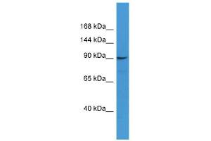 WB Suggested Anti-CD22 Antibody Titration: 0.