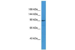 WB Suggested Anti-CD22 Antibody Titration: 0. (CD22 anticorps  (N-Term))
