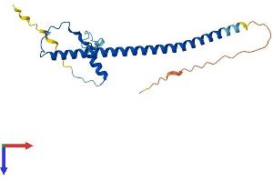 AlphaFold protein structure predicition of Mouse Recombinant Prkrip1 Protein, UniprotID Q9CWV6