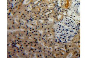 Used in DAB staining on fromalin fixed paraffin-embedded Kidney tissue (PGC anticorps  (AA 17-392))