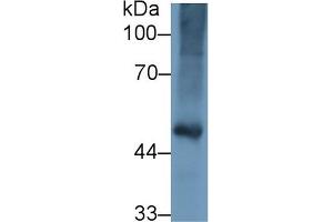 Western Blot; Sample: Gallus Kidney lysate; Primary Ab: 1µg/ml Rabbit Anti-Gallus FGg Antibody Second Ab: 0.