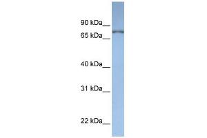 DPP3 antibody used at 1 ug/ml to detect target protein.