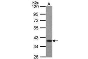 Image no. 1 for anti-Forkhead Box B1 (FOXB1) (AA 313-325) antibody (ABIN467476) (FOXB1 anticorps  (AA 313-325))