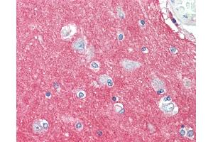 Anti-GNAI3 antibody IHC staining of human brain, cortex. (GNAI3 anticorps  (AA 181-230))