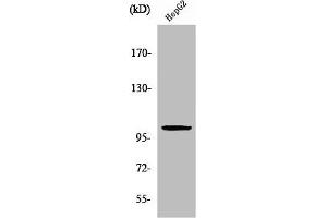 Western Blot analysis of HepG2 cells using ZZZ3 Polyclonal Antibody