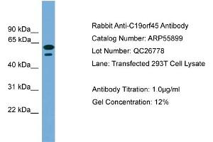 WB Suggested Anti-C19orf45  Antibody Titration: 0. (C19ORF45 anticorps  (Middle Region))