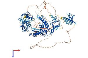 AlphaFold protein structure predicition of Mouse Recombinant Dlg2 Protein, UniprotID Q91XM9