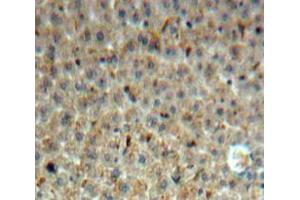 IHC-P analysis of Liver tissue, with DAB staining. (INHBE anticorps  (AA 102-344))