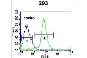 EPGN Antibody (N-term) (ABIN655189 and ABIN2844805) flow cytometric analysis of 293 cells (right histogram) compared to a negative control cell (left histogram).