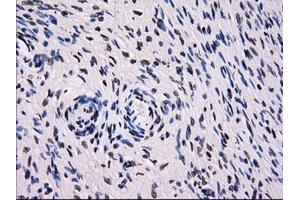 Immunohistochemistry (IHC) image for anti-Sorbitol Dehydrogenase (SORD) antibody (ABIN1501077) (SORD anticorps)