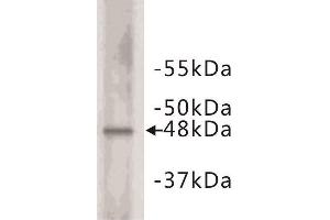 Western Blotting (WB) image for anti-Cyclin E2 (CCNE2) (C-Term) antibody (ABIN1854874) (Cyclin E2 anticorps  (C-Term))