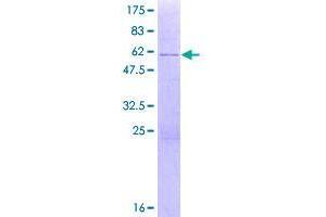 Image no. 1 for Zinc Finger Protein 691 (ZNF691) (AA 1-284) protein (GST tag) (ABIN7540276)