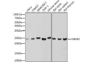 Western blot analysis of extracts of various cell lines, using HMGB2 Rabbit mAb (ABIN7267649) at 1:1000 dilution. (HMGB2 anticorps)
