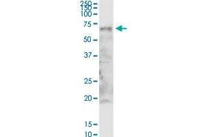 ZNF238 MaxPab rabbit polyclonal antibody. (ZNF238 anticorps  (AA 1-522))