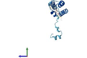 AlphaFold protein structure predicition of Mouse Recombinant Ndufa6 Protein, UniprotID Q9CQZ5