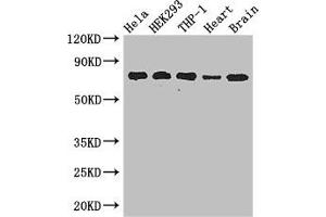 Western Blot Positive WB detected in: Hela whole cell lysate, HEK293 whole cell lysate, THP-1 whole cell lysate, Mouse heart tissue, Mouse brain tissue All lanes: FAF1 antibody at 2. (FAF1 anticorps  (AA 490-629))