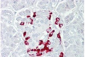 Anti-SSTR1 antibody IHC staining of human pancreas. (SSTR1 anticorps  (AA 251-300))