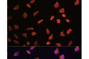 Immunofluorescence analysis of L929 cells using ART1 Polyclonal Antibody at dilution of 1:100. (ART1 anticorps)