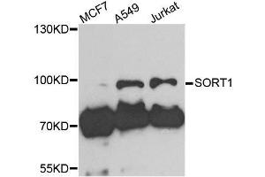 Western blot analysis of extracts of various cell lines, using SORT1 antibody. (Sortilin 1 anticorps  (AA 520-760))
