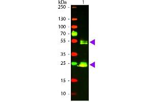 Western Blot of Goat anti-Rat IgG Texas Red Conjugated Antibody. (Chèvre anti-Rat IgG (Heavy & Light Chain) Anticorps (Texas Red (TR)) - Preadsorbed)