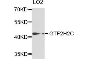 Western blot analysis of extracts of LO2 cells, using GTF2H2C antibody. (GTF2H2C anticorps)